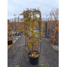 WISTERIA En pot de 35-50 litres forme espalier hauteur 150 cm - largeur 55 cm