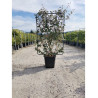ELAEAGNUS ebbingei En pot forme espalier