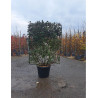 ELAEAGNUS ebbingei En pot forme espalier