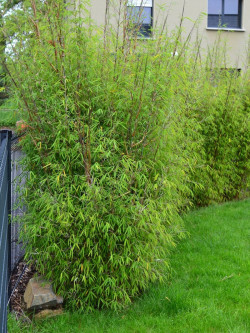 FARGESIA angustissima