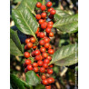 ILEX NELLIE R. STEVENS (Houx)