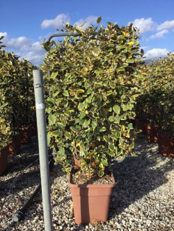 ELAEAGNUS ebbingei VIVELEG® (Chalef panaché) En pot forme espalier