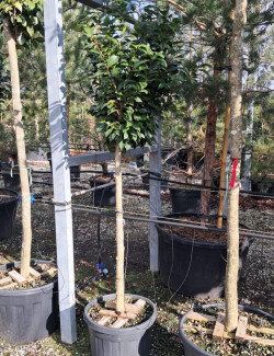 CAMELLIA japonica En pot forme tige hauteur du tronc 090-110 cm