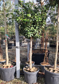 CAMELLIA japonica En pot forme tige hauteur du tronc 090-110 cm