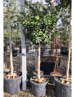 CAMELLIA japonica En pot forme tige hauteur du tronc 090-110 cm