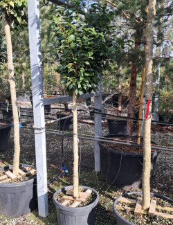 CAMELLIA japonica En pot forme tige hauteur du tronc 090-110 cm