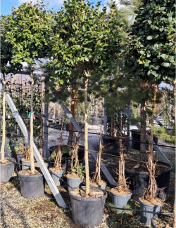 CAMELLIA japonica En pot forme tige hauteur du tronc 180-200 cm