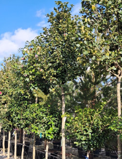 CAMELLIA japonica En pot forme tige hauteur du tronc 180-200 cm