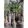 CAMELLIA japonica En pot forme tige hauteur du tronc 090-110 cm
