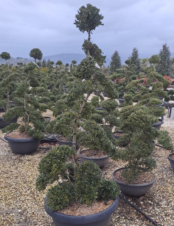 Bonsaï de jardin - ILEX crenata KINME hauteur 160-180 cm