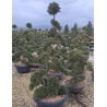 Bonsaï de jardin - ILEX crenata KINME hauteur 160-180 cm