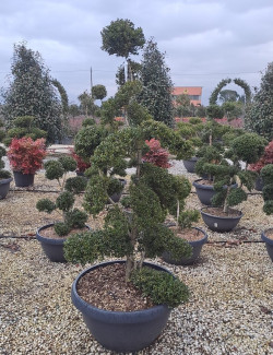 Bonsaï de jardin - ILEX crenata KINME hauteur 140-160 cm