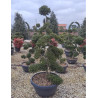 Bonsaï de jardin - ILEX crenata KINME hauteur 140-160 cm