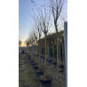 LAGERSTROEMIA En pot forme tige hauteur du tronc 180-200 cm circonférence du tronc 16-18-20-25 cm