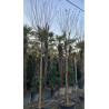 LAGERSTROEMIA En pot forme tige hauteur du tronc 180-200 cm circonférence du tronc 16-18-20-25 cm