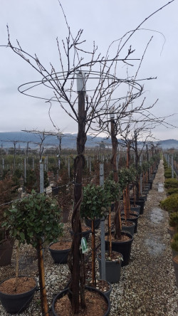 WISTERIA En pot de 35-50 litres forme parapluie