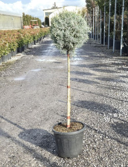 CUPRESSUS arizonica FASTIGIATA