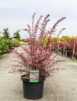 BERBERIS thunbergii HARLEQUIN En pot de 10-12 litres