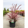 BERBERIS thunbergii HARLEQUIN En pot de 10-12 litres