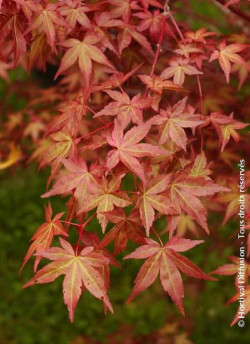 ACER palmatum