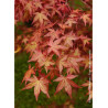 ACER palmatum