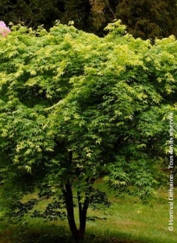 ACER palmatum