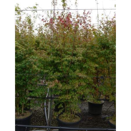 ACER palmatum En pot de 90-110 litres