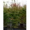 ACER palmatum En pot de 90-110 litres