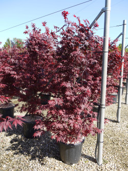 ACER palmatum ATROPURPUREUM En pot de 70-90 litres
