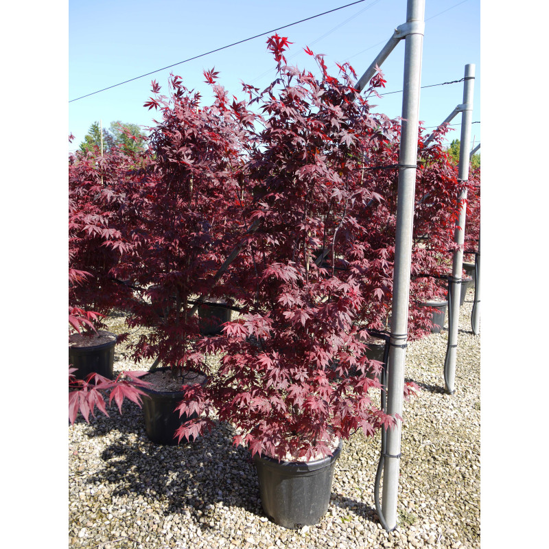 ACER palmatum ATROPURPUREUM En pot de 70-90 litres