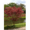 ACER palmatum ATROPURPUREUM