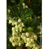 ARBUTUS unedo