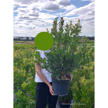 ARBUTUS unedo En pot de 15-20 litres