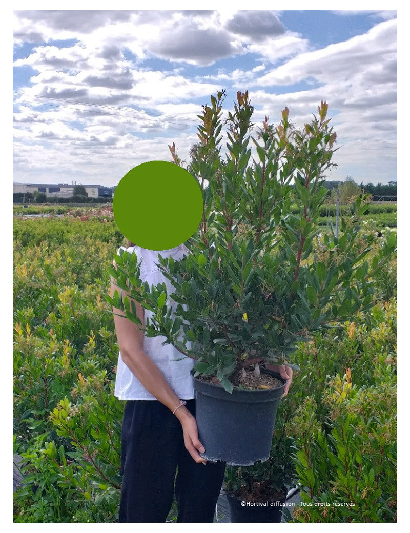 ARBUTUS unedo En pot de 15-20 litres