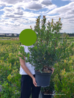 ARBUTUS unedo En pot de 15-20 litres