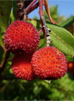 ARBUTUS unedo