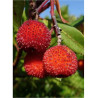 ARBUTUS unedo