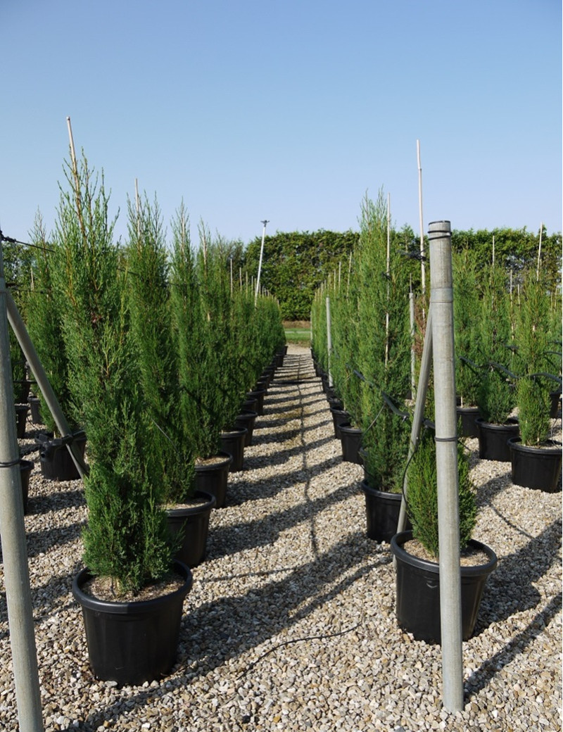 CUPRESSUS sempervirens STRICTA En pot de 25 litres