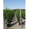 CUPRESSUS sempervirens STRICTA En pot de 25 litres
