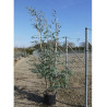 EUCALYPTUS gunnii En pot de 35-50 litres forme cépée