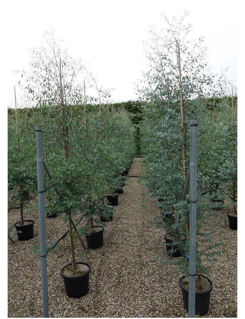 EUCALYPTUS gunnii En pot de 25-30 litres forme baliveau