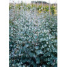 EUCALYPTUS gunnii