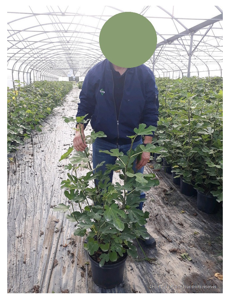 FIGUIER En pot de 10-12 litres