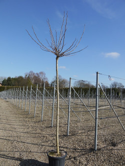 MORUS kagayamae FRUITLESS En pot de 35-50 litres forme tige hauteur du tronc 180-200 cm