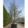 HIPPOPHAE rhamnoides En pot de 90-110 litres