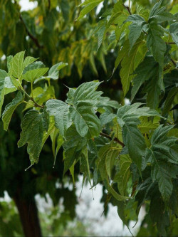 MORUS kagayamae FRUITLESS (Mûrier platane Stérile)