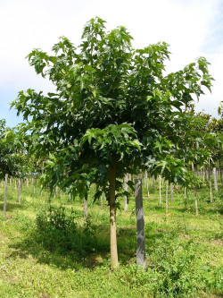 MORUS kagayamae FRUITLESS (Mûrier platane Stérile)