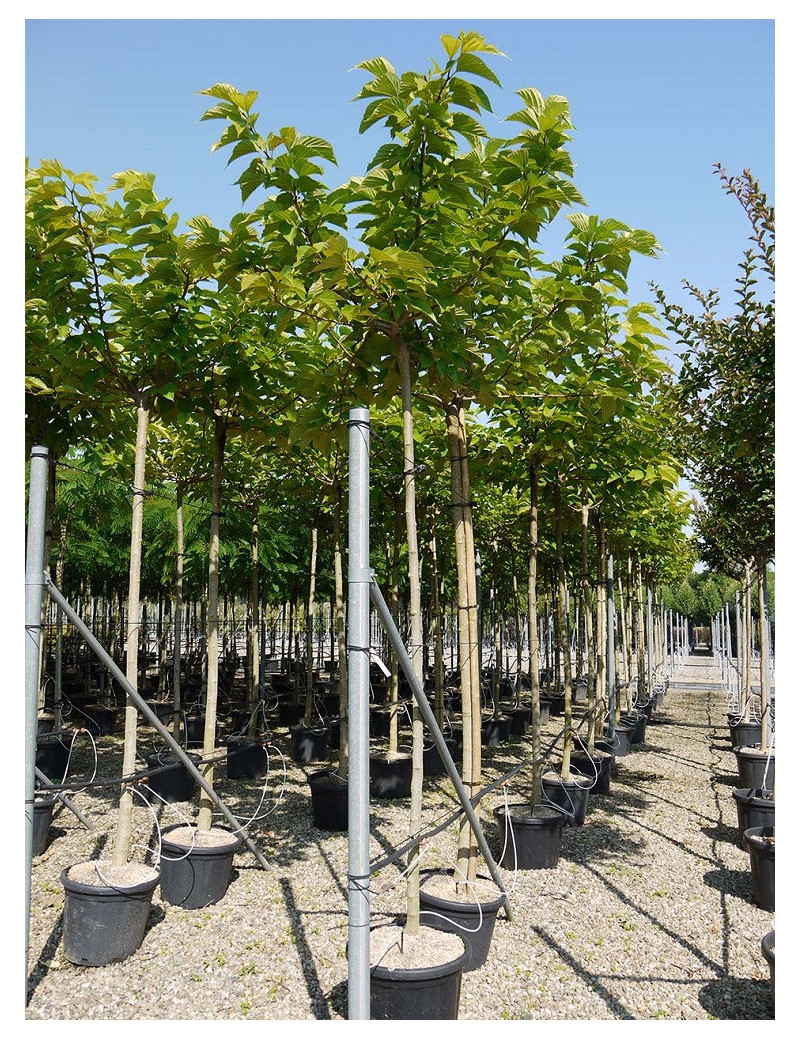 MORUS kagayamae FRUITLESS (Mûrier platane Stérile)