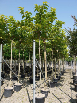 MORUS kagayamae FRUITLESS (Mûrier platane Stérile)